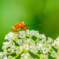 Buy canvas prints of Red soldier beetle by Chris Rabe