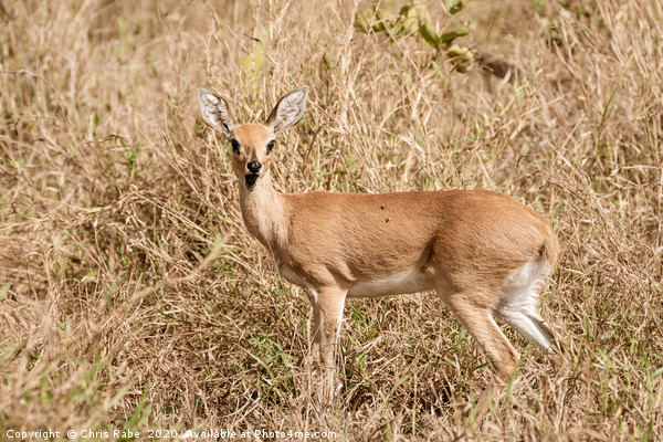 Steenbok surprise Picture Board by Chris Rabe