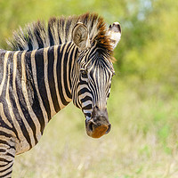 Buy canvas prints of Zebra portrait by Chris Rabe