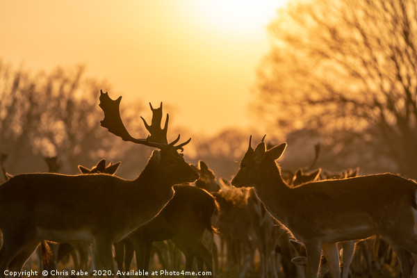 Fallow Deer silhouette Picture Board by Chris Rabe