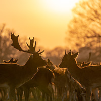 Buy canvas prints of Fallow Deer silhouette by Chris Rabe