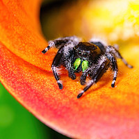 Buy canvas prints of Cute jumping  spider by Chris Rabe