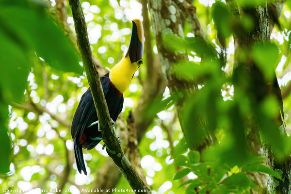 Chestnut-mandibled Toucan Picture Board by Chris Rabe
