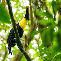 Buy canvas prints of Chestnut-mandibled Toucan by Chris Rabe