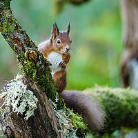 Buy canvas prints of red squirrel  by Chris Rabe
