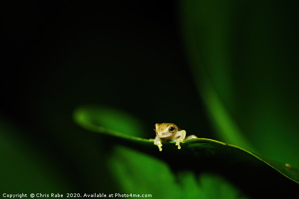 Tiny baby tree frog Picture Board by Chris Rabe