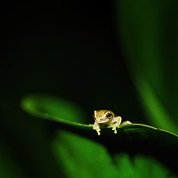 Buy canvas prints of Tiny baby tree frog by Chris Rabe