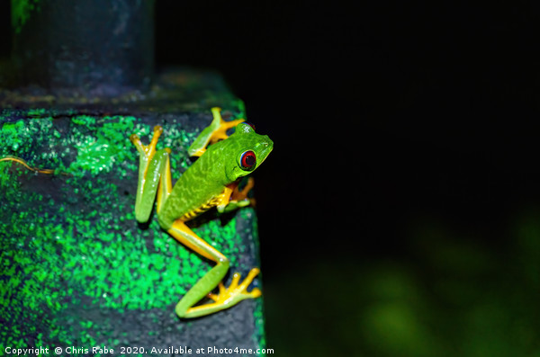 Red-Eyed Tree Frog  Picture Board by Chris Rabe