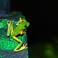 Buy canvas prints of Red-Eyed Tree Frog  by Chris Rabe