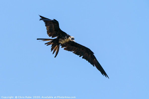 A very wet Frigatebird in flight Picture Board by Chris Rabe