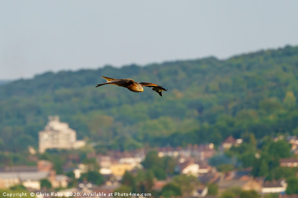 Red Kite over West Wycombe Picture Board by Chris Rabe