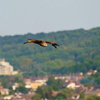 Buy canvas prints of Red Kite over West Wycombe by Chris Rabe