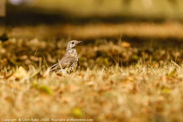 Mistle Thrush in autumn Picture Board by Chris Rabe