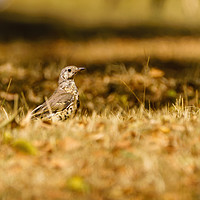 Buy canvas prints of Mistle Thrush in autumn by Chris Rabe