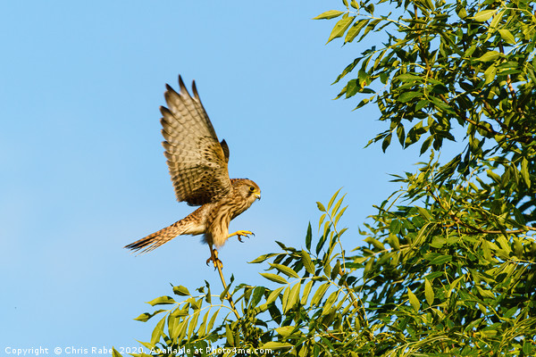 Common Kestrel keeping balance Picture Board by Chris Rabe