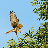 Buy canvas prints of Common Kestrel keeping balance by Chris Rabe
