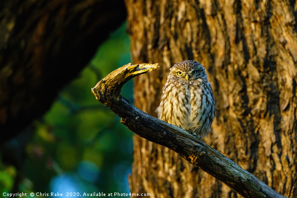 Little Owl at sunset Picture Board by Chris Rabe