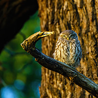 Buy canvas prints of Little Owl at sunset by Chris Rabe