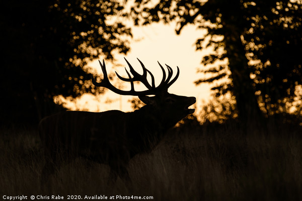 Red deer stag silhouette Picture Board by Chris Rabe