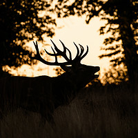 Buy canvas prints of Red deer stag silhouette by Chris Rabe