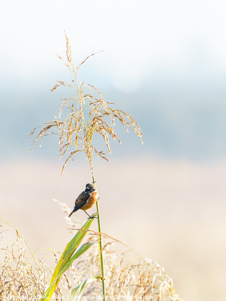 Male Stonechat Picture Board by Chris Rabe