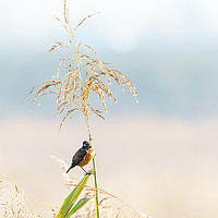 Buy canvas prints of Male Stonechat by Chris Rabe