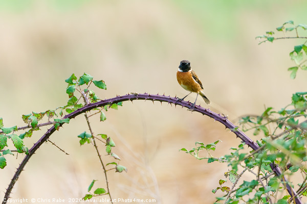 Stonechat male Picture Board by Chris Rabe