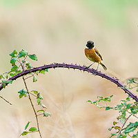Buy canvas prints of Stonechat male by Chris Rabe