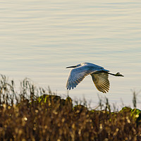 Buy canvas prints of Little Egret in flight by Chris Rabe