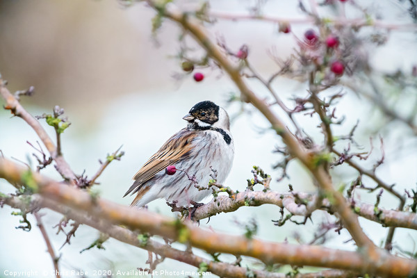 Reed Bunting male in winter Picture Board by Chris Rabe