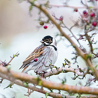 Buy canvas prints of Reed Bunting male in winter by Chris Rabe