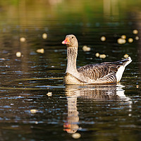 Buy canvas prints of Greylag Goose  by Chris Rabe