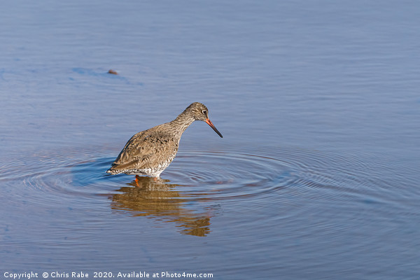 redshank in shallow water Picture Board by Chris Rabe