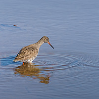 Buy canvas prints of redshank in shallow water by Chris Rabe