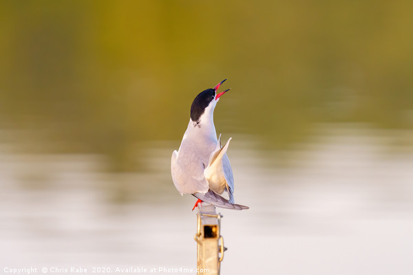 Common Tern calling out Picture Board by Chris Rabe