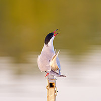 Buy canvas prints of Common Tern calling out by Chris Rabe
