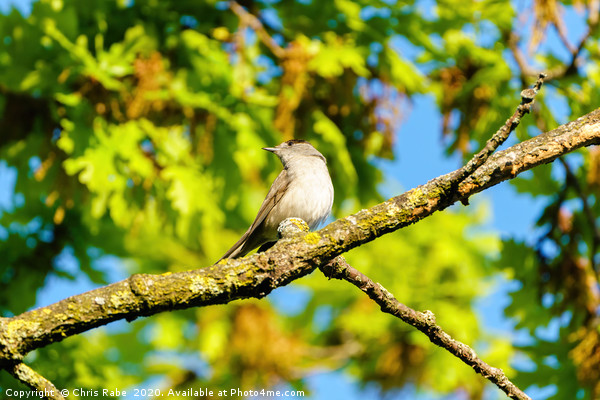 Blackcap male Picture Board by Chris Rabe
