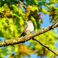 Buy canvas prints of Blackcap male by Chris Rabe