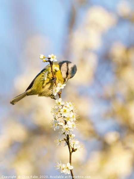 Blue Tit and blossom Picture Board by Chris Rabe