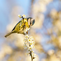 Buy canvas prints of Blue Tit and blossom by Chris Rabe