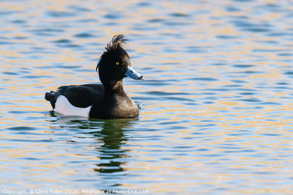 Tufty Tufted Duck Picture Board by Chris Rabe