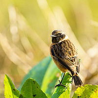 Buy canvas prints of Male Stonechat portrait by Chris Rabe