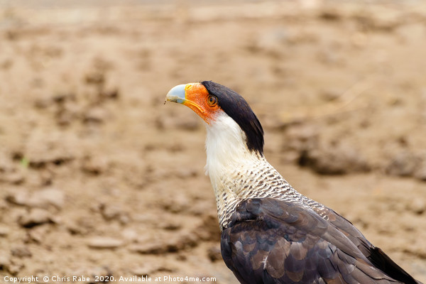 Crested Caracara portrait Picture Board by Chris Rabe