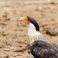 Buy canvas prints of Crested Caracara portrait by Chris Rabe