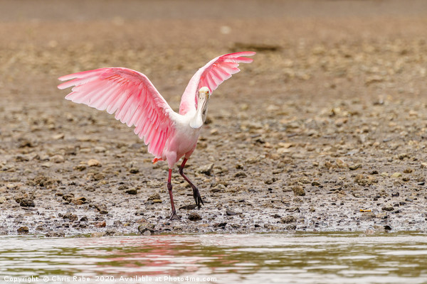 Roseate Spoonbill  Picture Board by Chris Rabe
