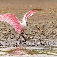 Buy canvas prints of Roseate Spoonbill  by Chris Rabe