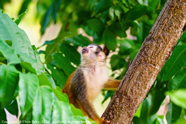 Common Squirrel Monkey  Picture Board by Chris Rabe