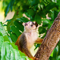 Buy canvas prints of Common Squirrel Monkey  by Chris Rabe