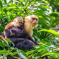 Buy canvas prints of capuchin monkey with baby by Chris Rabe