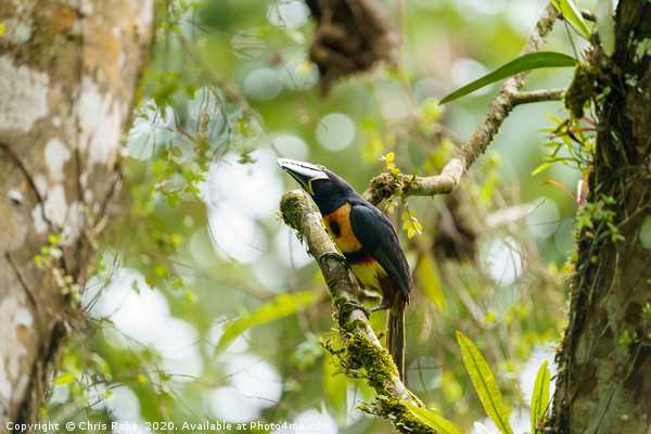 Collared Aracari  Picture Board by Chris Rabe
